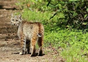 Explore Great Smoky Mountains National Park Majestic Appalachian Trail amidst US Mountain Scenery-4